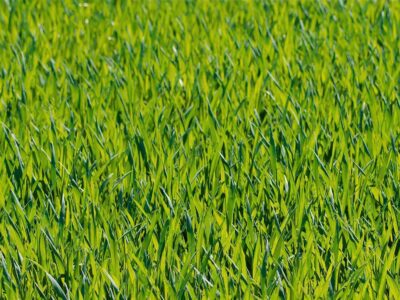 Artifical grass installers near me Yorkshire