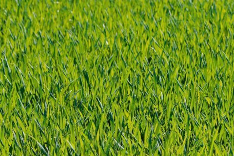 Driffield Artificial Grass Installation