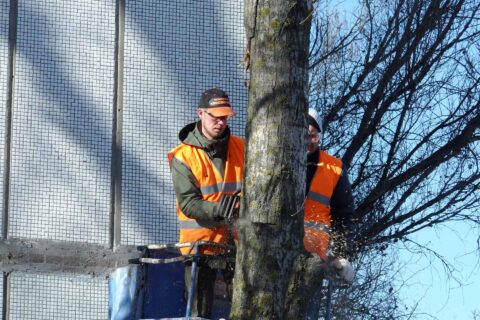 Tree Crown Reductions Yorkshire