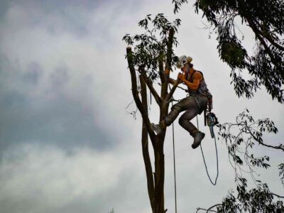 Bridlington tree surgeon