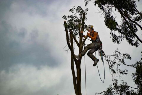 Tree Surgery Company in Bridlington