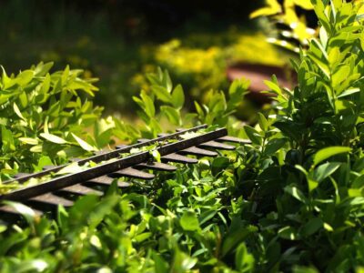 Bridlington hedge maintenance services