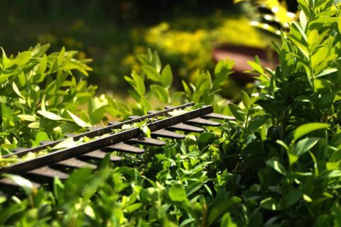 Hedge Cutting & Maintenance Services Yorkshire