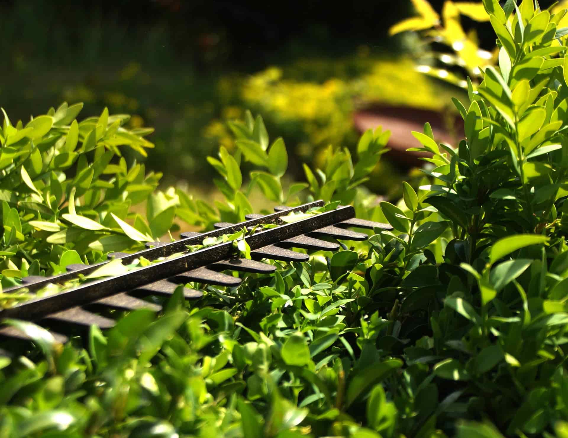 Hedge cutting company Yorkshire
