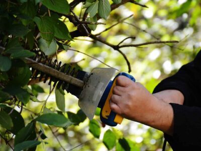 Hedge cutting near me Bridlington