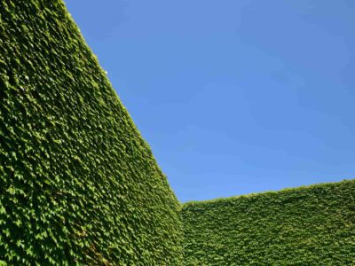 Hedge trimming services near me Bridlington