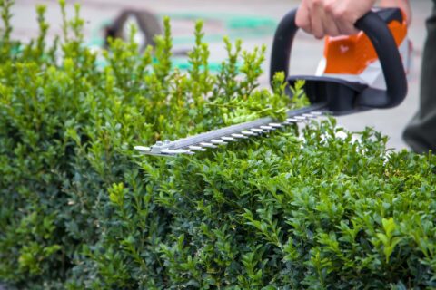 Hedge Cutting near me Bridlington YO15-YO16