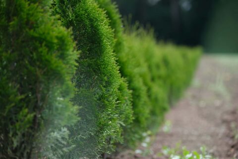 Hedge Trimming & Removal Bridlington