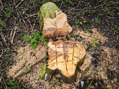 Tree stump grinder Harrogate
