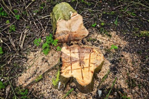 Harrogate Stump Removal Company