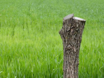 Harrogate stump grinder