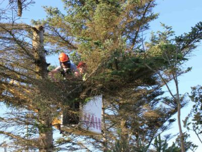 Tree crown reduction Wetherby