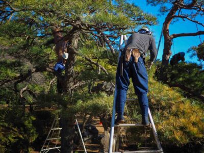 Tree trimming services Wetherby