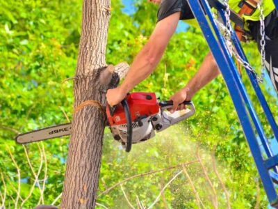 Tree cutting near me Wetherby