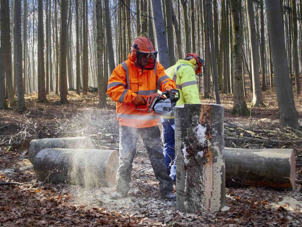 Tree Felling York | Safe Tree Removal Experts