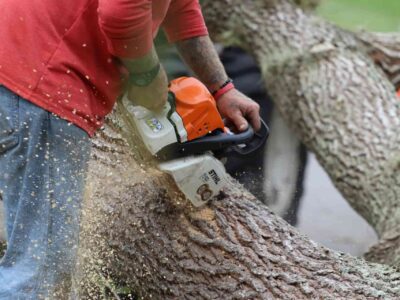 Local tree surgeon Bridlington