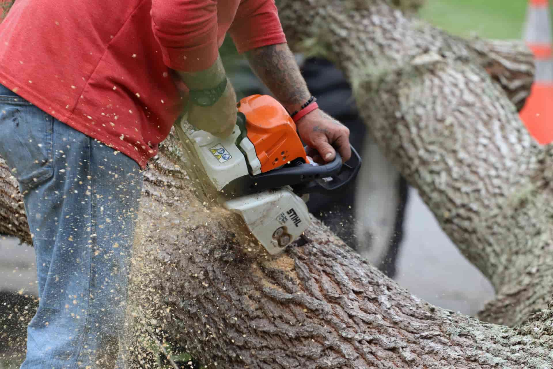 Tree felling experts Tree felling experts Wetherby