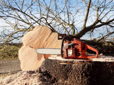 Wetherby tree felling