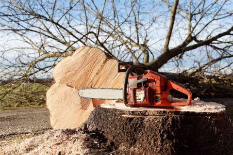 Tree Felling Yorkshire