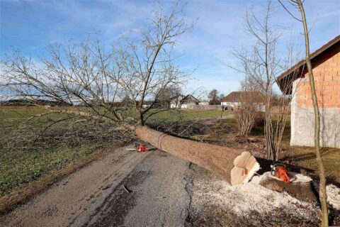 Tree Felling near me Wetherby LS22