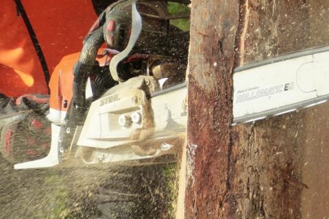 Local Tree Surgeons Yorkshire