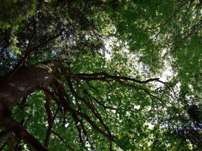 Tree trimming cost Wetherby