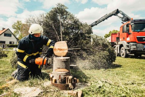 Qualified Tree Surgeons Yorkshire
