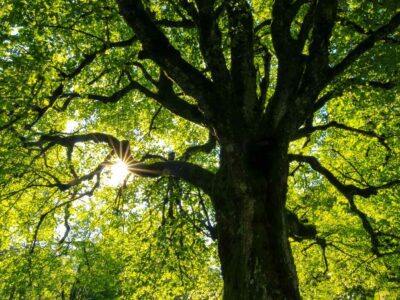 Wetherby crown reduction tree