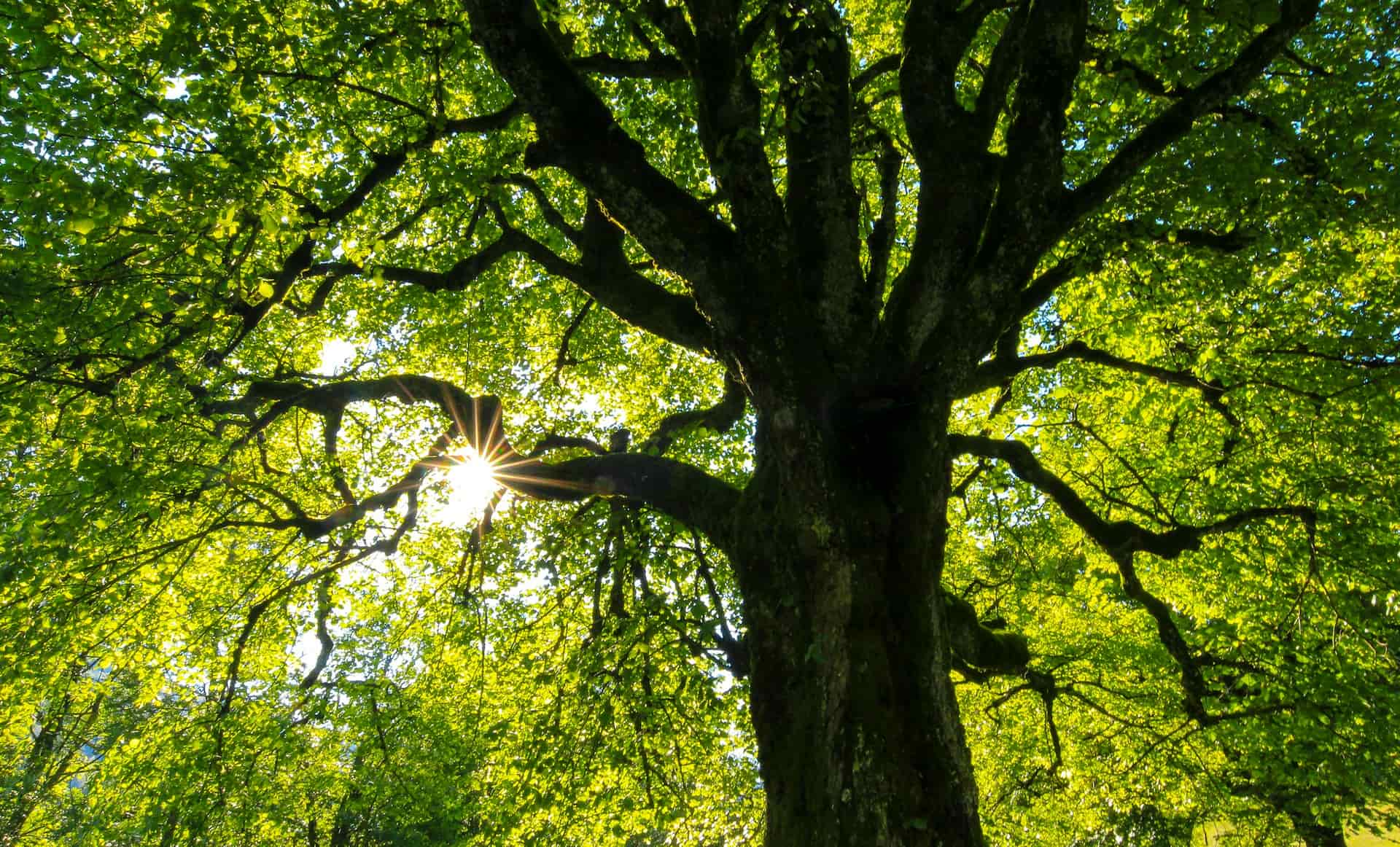Tree surgeons near me Yorkshire