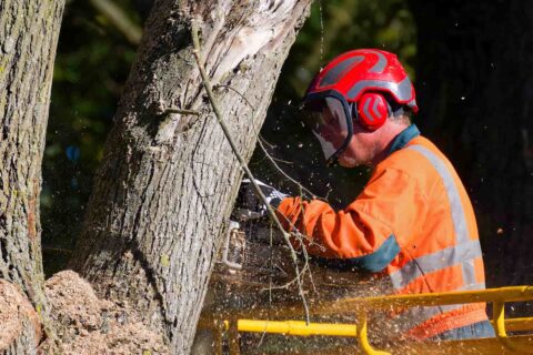 Wetherby Tree Trimming