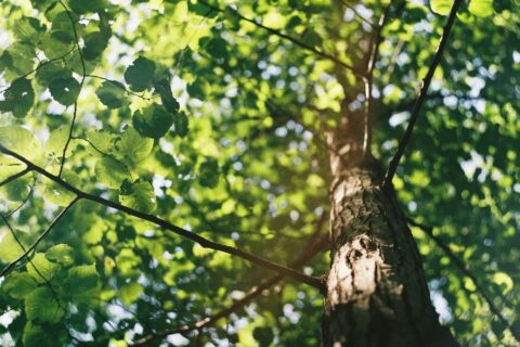 Tree Trimming near me Wetherby LS22
