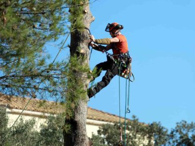 Wetherby tree trimming